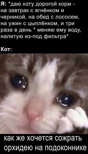 Хватит грустить! Заряжаемся порцией отборного юмора