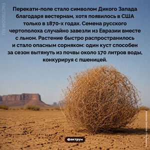 Как русский чертополох уже 150 лет иссушает американскую почву