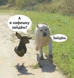Топ угарных мемов недели: заряд позитива на весь день! 