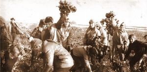 Сентиментальное путешествие на картошку – горожане в борьбе за урожай