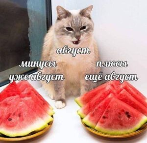 Выходные официально открыты!