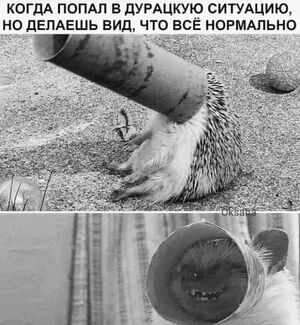 Пятничная разрядка: мемы и фото которые поймет каждый ☕️
