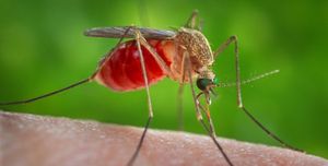 Зачем комар пьет кровь?