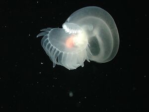 Глубоководные существа, которые до недавнего времени оставались неизвестными науке