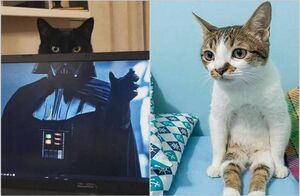 Смешные коты: 15 снимков, которые стали бы идеальными мемами