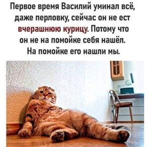 Хватит грустить! Время для порции отборного юмора