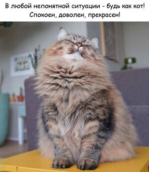 Перерыв на порцию мемов и лучших комментов из сети!