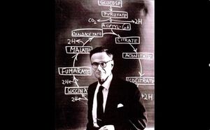 Цикл Кребса: почему эта «страшная» тема — на самом деле гениальная химическая карусель