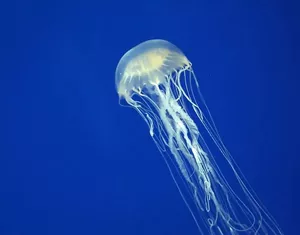 Самые ядовитые морские животные в мире