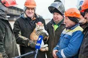 15 животных, у которых есть крутая работа