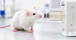 Можно ли унаследовать страх? Необычный эксперимент на мышах