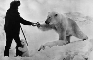 Прозрачный мех и контроль беременности: 7 нетривиальных фактов о белом медведе