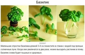 Топ-7 овощей, которые можно выращивать дома