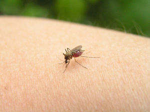 Страшные последствия комариного укуса