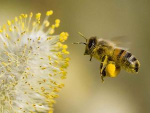 Об использовании и пользе продуктов пчеловодства
