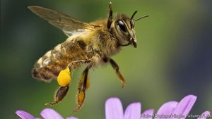 Все пчелы на Земле скоро вымрут