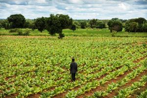 Табачные фермы в Малави