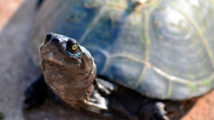 В Эстонии сбежавшая черепаха вернулась к хозяину спустя три года