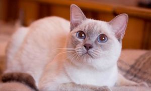 В чем особенность тайской породы кошек?