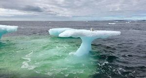 В Канаде рыбаки обнаружили песца, плавающего на льдине посреди холодного океана