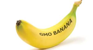 ГМО-бананы уже выращивают в Африке: для чего генетики их создали