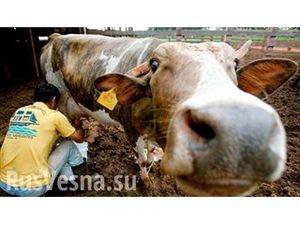 Неуязвимые супербактерии в говядине угрожают человечеству смертельными эпидемиями