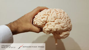 СМИ: мозг человека соединяется с черепом таинственными каналами