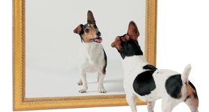 Зеркальный тест на самосознание: какие животные с ним справляются, а какие нет