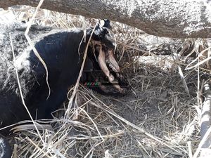 Вырезали половину головы: Новый случай загадочного увечья коровы в Аргентине
