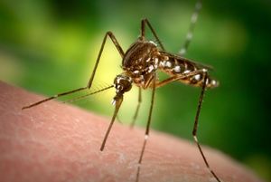 Личинки комаров научились есть пластик. Почему это плохо?
