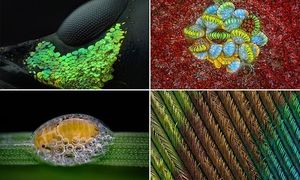 20 победителей конкурса микрофотографии Nikon Small World (21 фото)