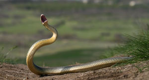 Как сфотографировать самую большую змею Европы — желтобрюхого полоза