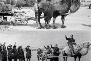 Как верблюды помогали Красной армии в годы Великой Отечественной войны: Победа на горбах