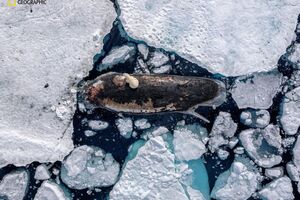 «Снимки года» от National Geographic: опубликованы самые «сильные» фотографии 2025