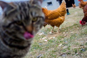 Когда уши и хвосты врываются в кадр: забавные фотобомбы с участием животных (23 фото)