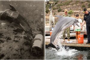 Плавники на боевом дежурстве: как китов и дельфинов тренируют для службы на флоте