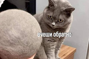 Милые и забавные мемы о домашних любимцах
