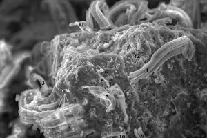 Биологи перечислили самые убедительные признаки внеземной жизни