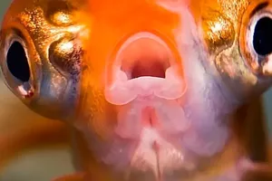 Правда ли, что у золотых рыбок трехсекундная память?