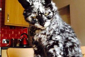 Фото животных, над окрасом которых природа особенно постаралась