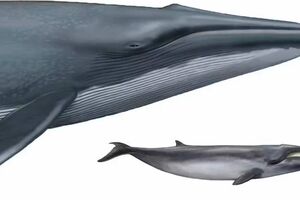 Весом всего лишь 3 тонны: как выглядит самый маленький кит планеты