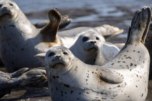Нужная привычка: зачем тюлени хлопают себя ластами по животу