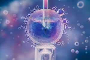 Ученые создали миниатюрную модель матки для изучения имплантации эмбриона