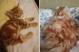 Очаровательные превращения забавных котят в грациозных кошек (32 фото)