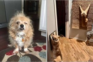 15 фото животных, которые одновременно выглядят нелепо и очаровательно