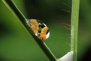 Макромир в деталях: Королевское энтомологическое общество выбрало лучшие фото насекомых — 2025