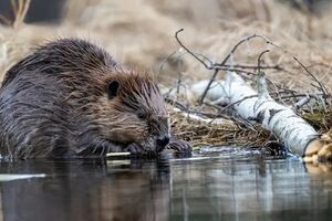 Как бобры сохранили природу и сэкономили чиновникам 1,2 млн долларов без бюрократических преград