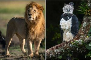 10 самых грозных хищников: кто доминирует в разных экосистемах