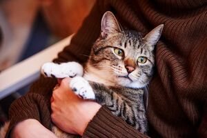 Когда у кота на самом деле наступает старость и чем она отличается от таковой у собаки