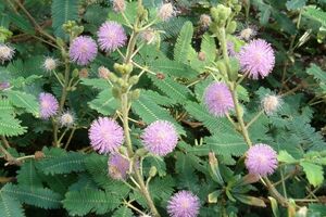 Учёные обнаружили, что растения могут считать дни